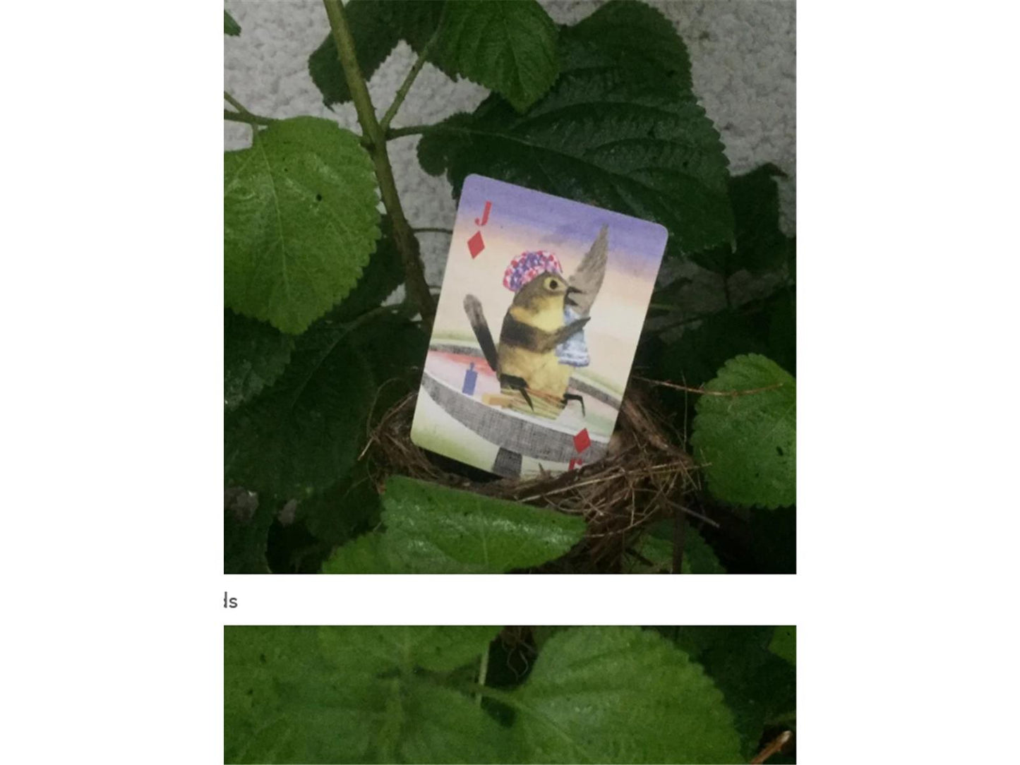 Popinjay Playing Cards